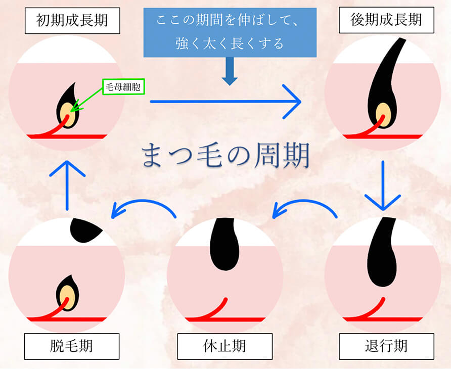 有効成分ビマトプロストが毛包を刺激してまつげの成長期を延ばします。